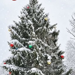 Snow-covered Christmas tree with ornaments at Carroll's Christmas Tree Farm